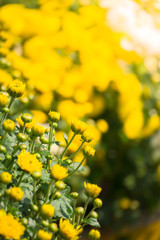 beautiful background with flowers roses
