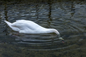 Swan diving into the bright waters of a european lake to find food