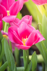 Tulip. Beautiful bouquet of tulips. colorful tulips.