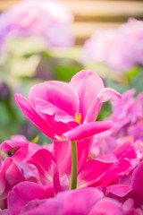 Obraz premium Tulip. Beautiful bouquet of tulips. colorful tulips.