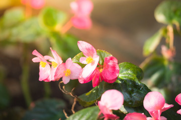 Obraz premium beautiful background with flowers roses