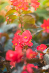 beautiful background with flowers roses