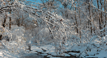 First snow. Autumn. Leaves in the snow. Russia. Winter landscape.