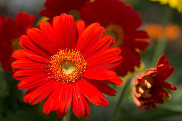 Gerbera Daisies