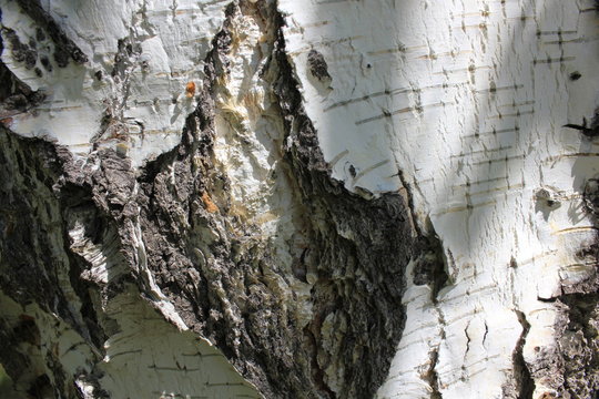 Texture of old birch trunk 20292