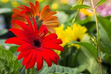 Gerbera Daisy