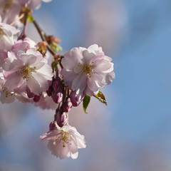 kirschblüte 11