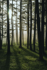 Mỏning light through a pine forest