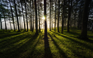 Obraz premium Mỏning light through a pine forest