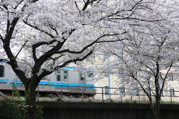 桜と電車_641