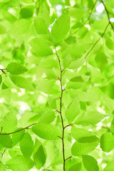新緑のブナの葉