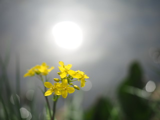 菜の花　太陽の水面反射