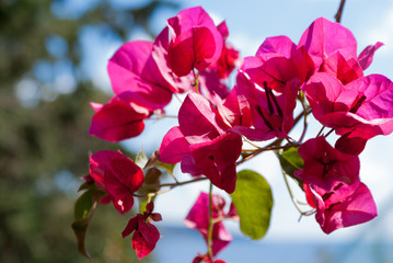 Bougainvillea glabra
