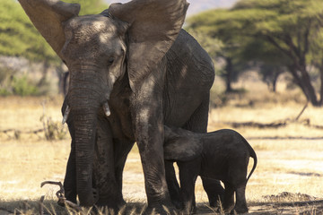 Mother and two baby elephant in  Serengeti  National park,   True wildlife photography             