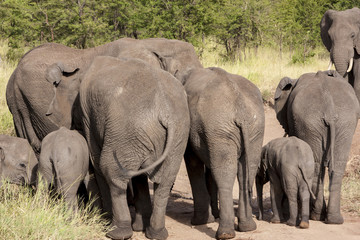 Herd of African elephants in Serengeti National Park, . True wildlife photography 