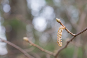 Hazel Catkin and Bud in Spring