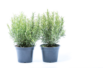 Two small trees of Rosemary in black plastic pots isolated on white background