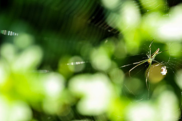 Spider and spider web against a green background