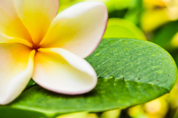 pumeria flower on green leaf with blurry background, flower white and yellow color