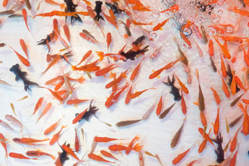 Obraz na płótnie Canvas Goldfish
