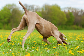Weimaraner dog runs in the meadow