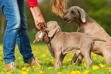 person with Weimaraner adult dog and puppy