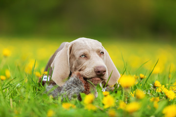 cute Weimaraner puppy in a dandelion meadow