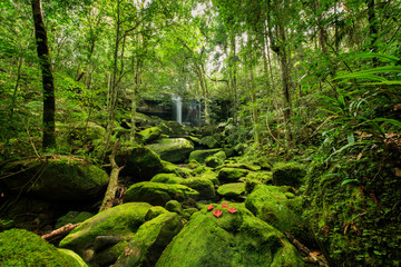 Wonderful green landscape with green moss and waterfall at the tropical rain forest, Breathtaking primitive forest and evergreen nature landscape, Beautiful green moss growing on stone in deep jungle