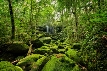 Fotobehang Prachtig groen landschap met groen mos en waterval in het tropisch regenwoud, adembenemend primitief bos en groenblijvend natuurlandschap, prachtig groen mos groeit op steen in diepe jungle © peangdao
