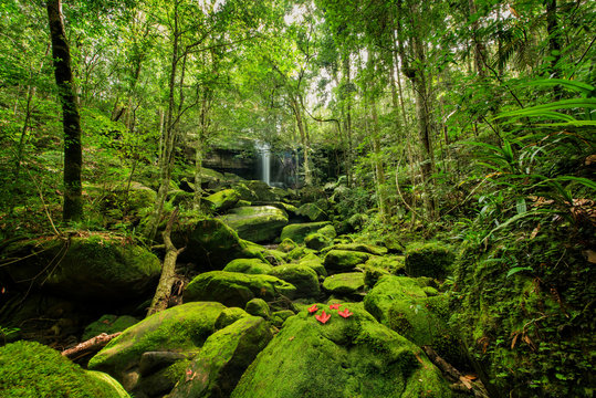 Fototapeta Wonderful green landscape with green moss and waterfall at the tropical rain forest, Breathtaking primitive forest and evergreen nature landscape, Beautiful green moss growing on stone in deep jungle