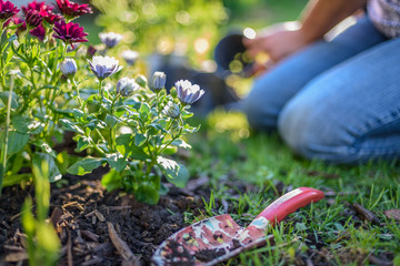 woman planting colorful spring flowers in yard