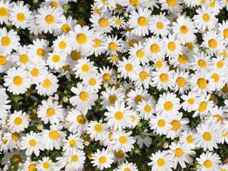 Fototapeta premium ノースポールの花