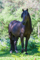 Brown horse standing on green grass