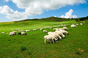 Obraz premium The flock of sheep or goats