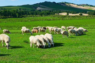 Obraz premium The flock of sheep or goats