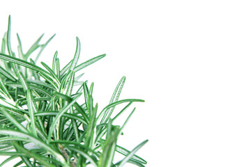 fresh green Rosemary on a white background