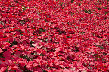 Red poinsettia, floral christmas background