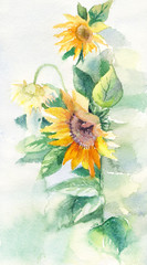 Obraz premium Watercolor sunflowers suitable for poster, postcard, print, cover, invitation, wallpaper, etc.
