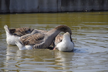 The gray goose is domestic. Homemade gray goose. Homemade geese in an artificial pond