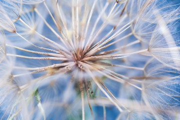 Macro dandelion flower background