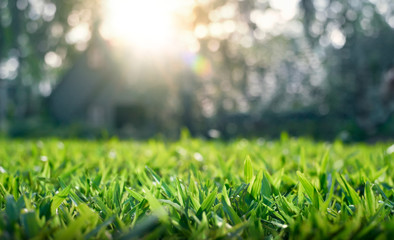 Close up of grass field - Blur Background