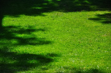 Green grass background at summer sunny day.