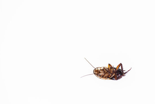 dead cockroach lying upside down on white background