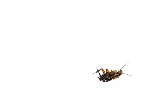 isolated dead cockroach on white background