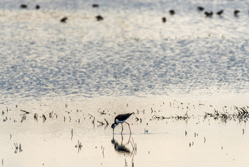 Fototapeta premium Merced National Wildlife Refuge 