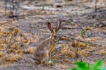 Merced National Wildlife Refuge
