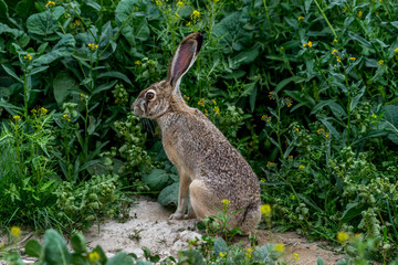 Merced National Wildlife Refuge
