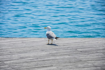Seagull portrait against The Mediterranian sea on the background. The bird is standing on a wooden pier