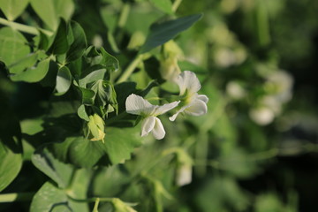 えんどう豆の花