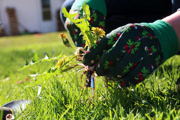 A man pulling  dandelion / weeds out from the grass  loan © Saklakova